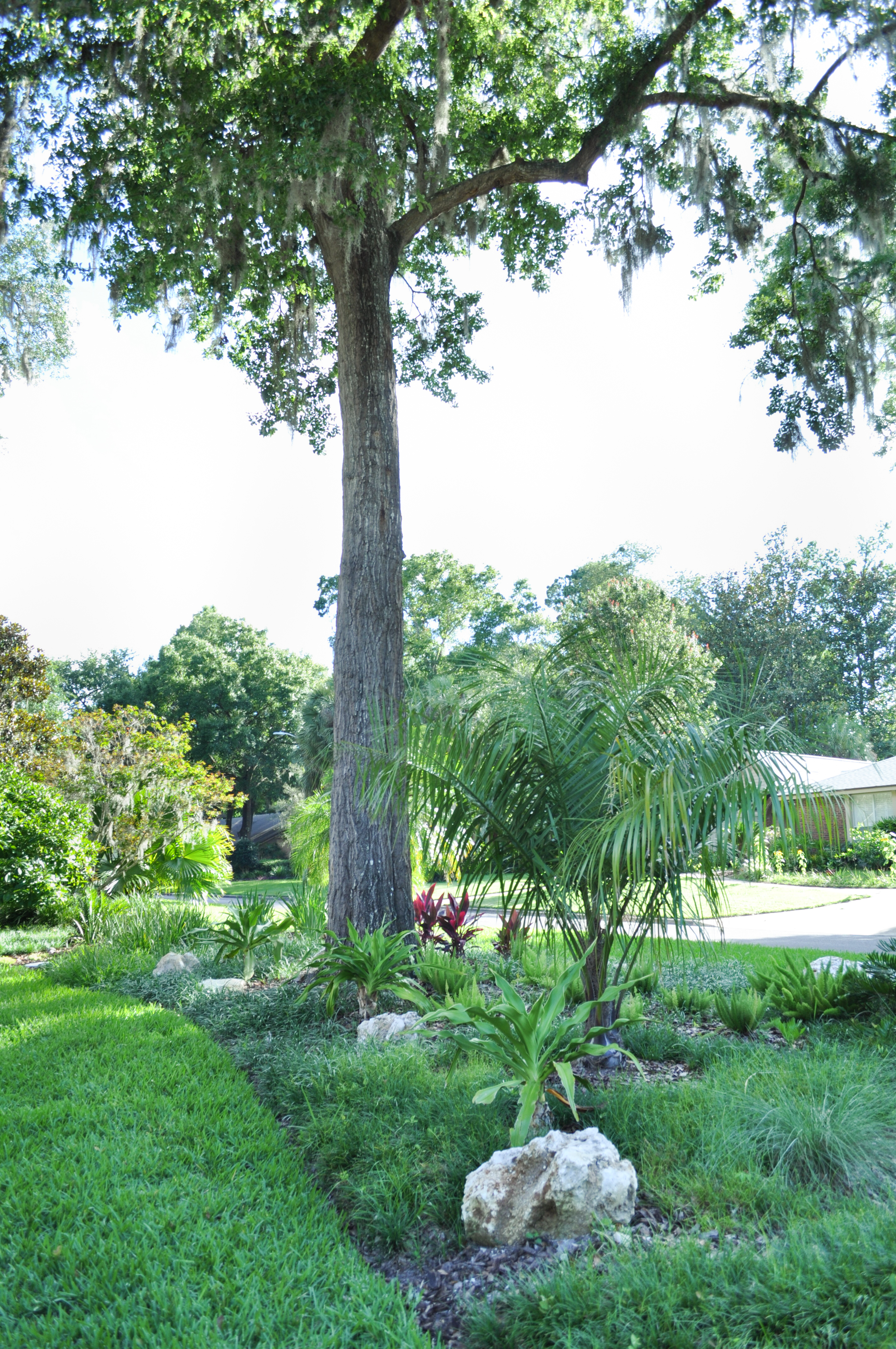 A beautiful Florida-friendly landscape yard with native plants