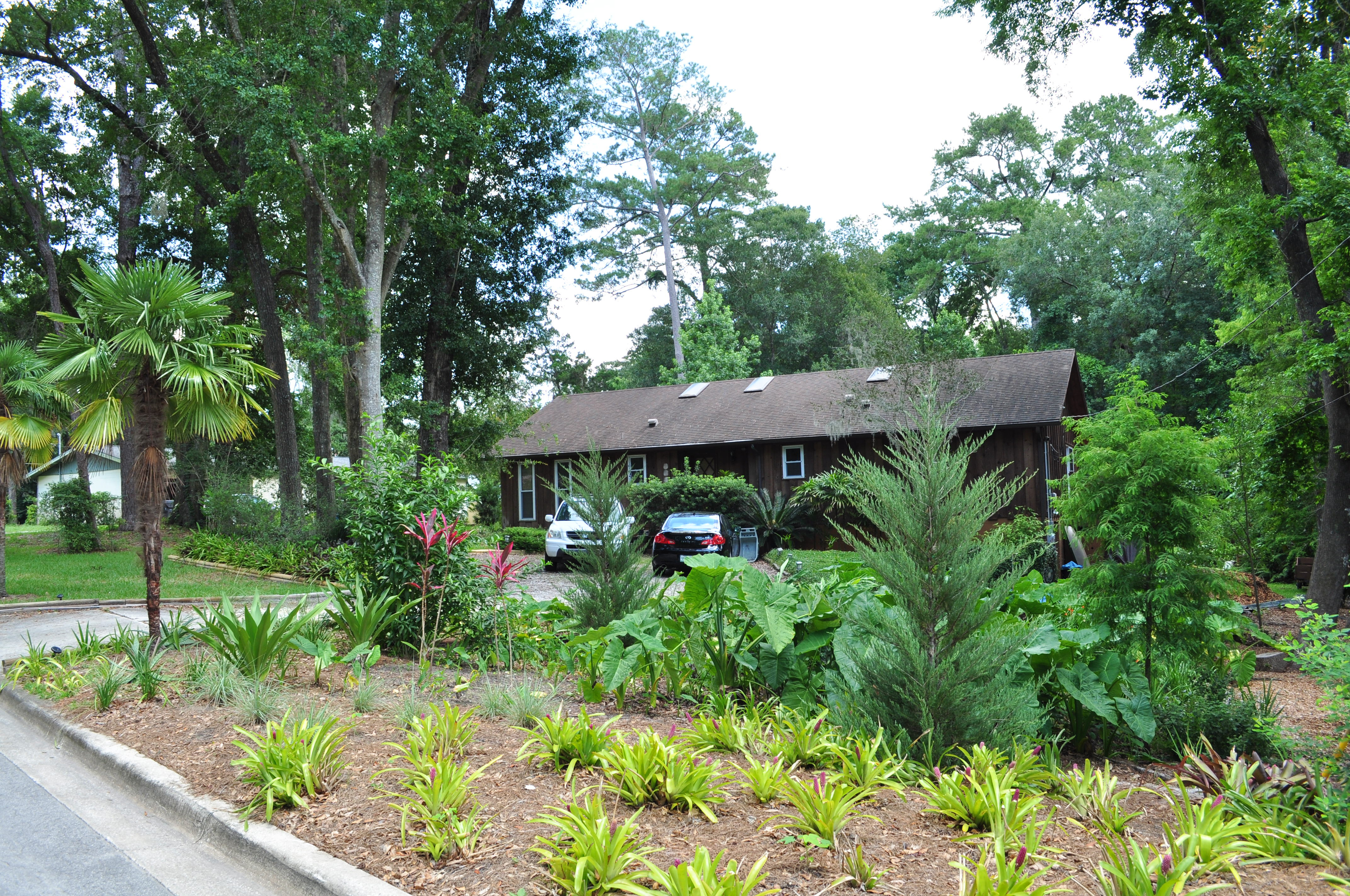 A beautiful Florida-friendly landscape yard with native plants.