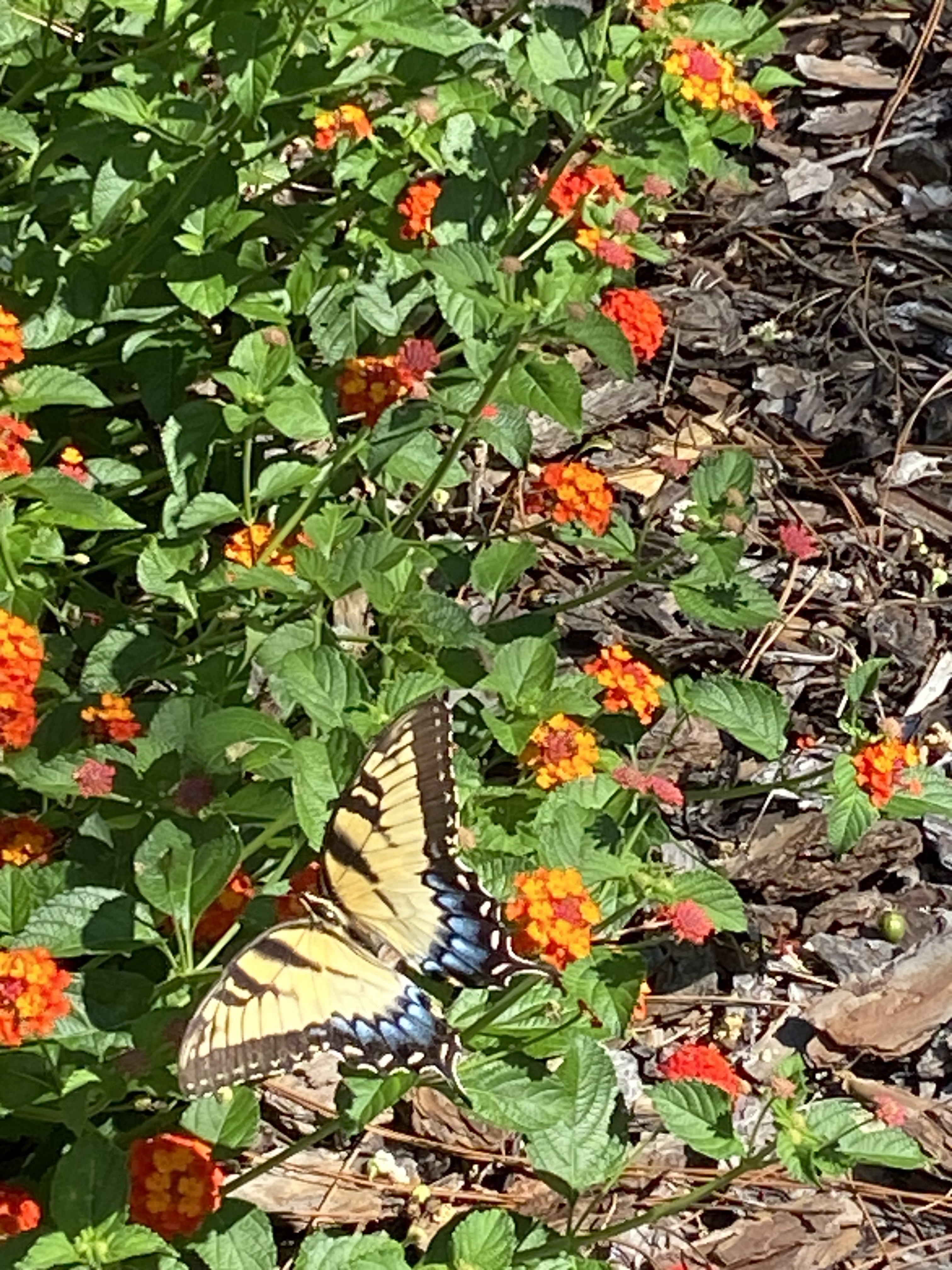 A Lantana and a butterfly