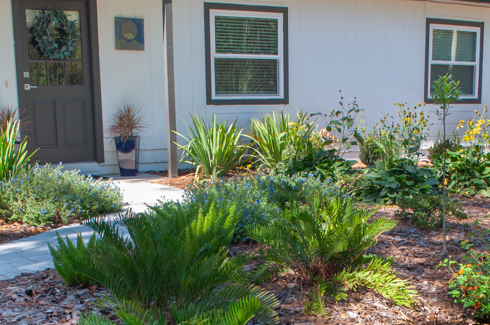 A beautiful and sustainable Florida-friendly landscape yard with native plants