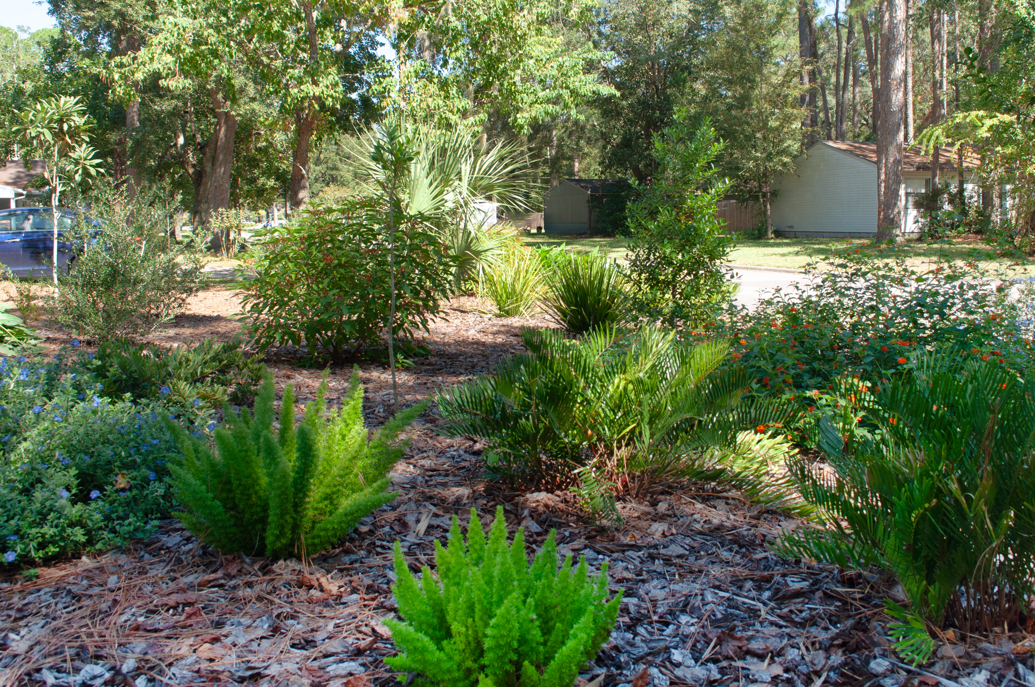 A beautiful and sustainable Florida-friendly landscape yard with native plants